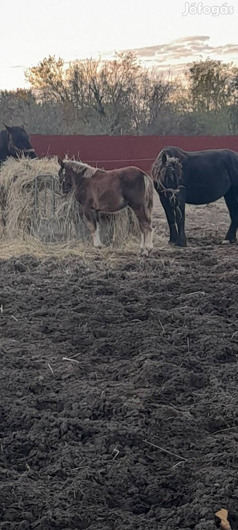 Hidegvérű kanca csikó eladó!