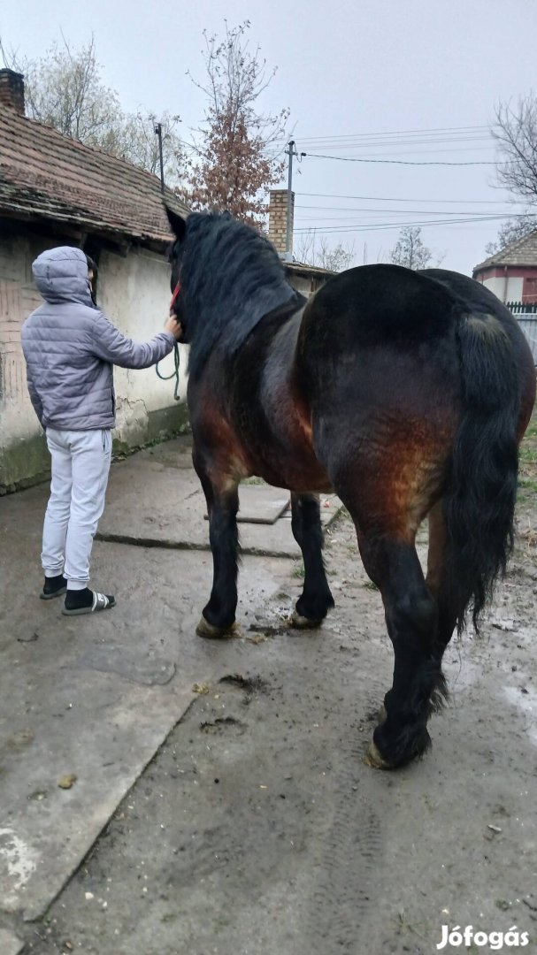 Hidegvérű kanca eladó