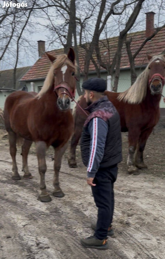 Hidegvérű kancak