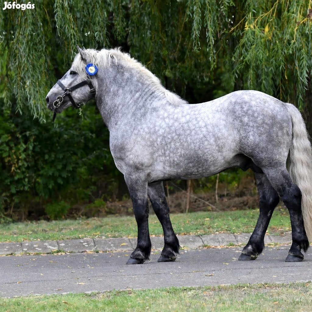 Hidegvérű mén ló !