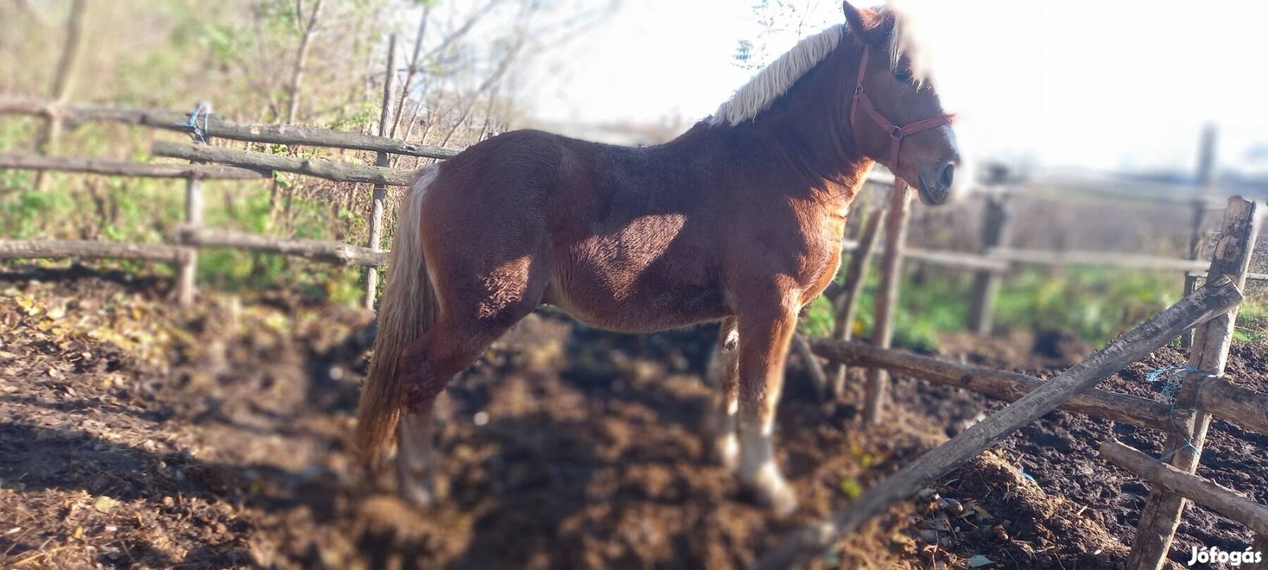 Hidegvérű sárga  csődör 