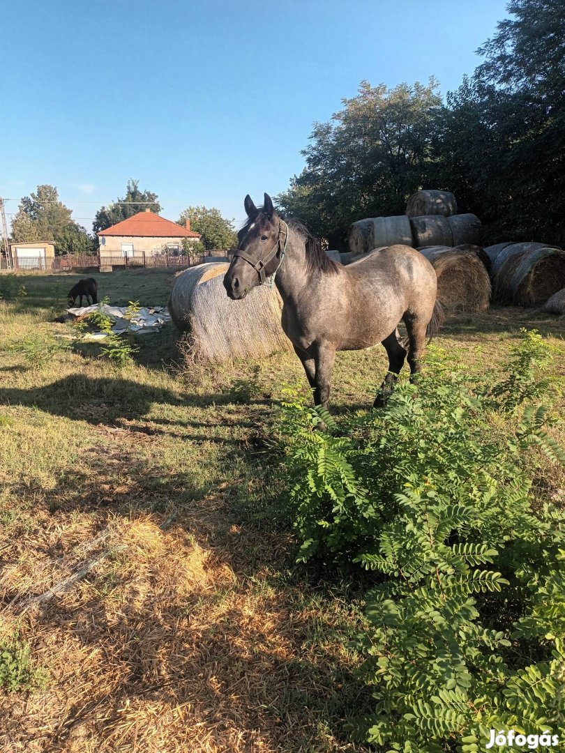 Hideveru csodor csíkok eladok