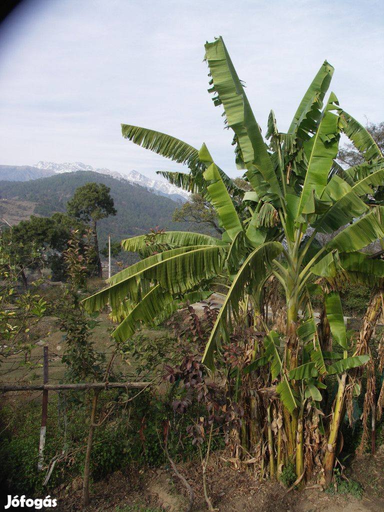 Himalájai hegyi banán (Musa Pradesh) eladó