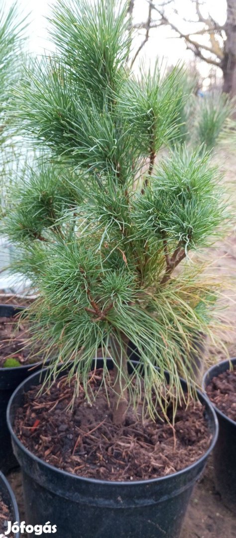 Himalájai selyemfenyő