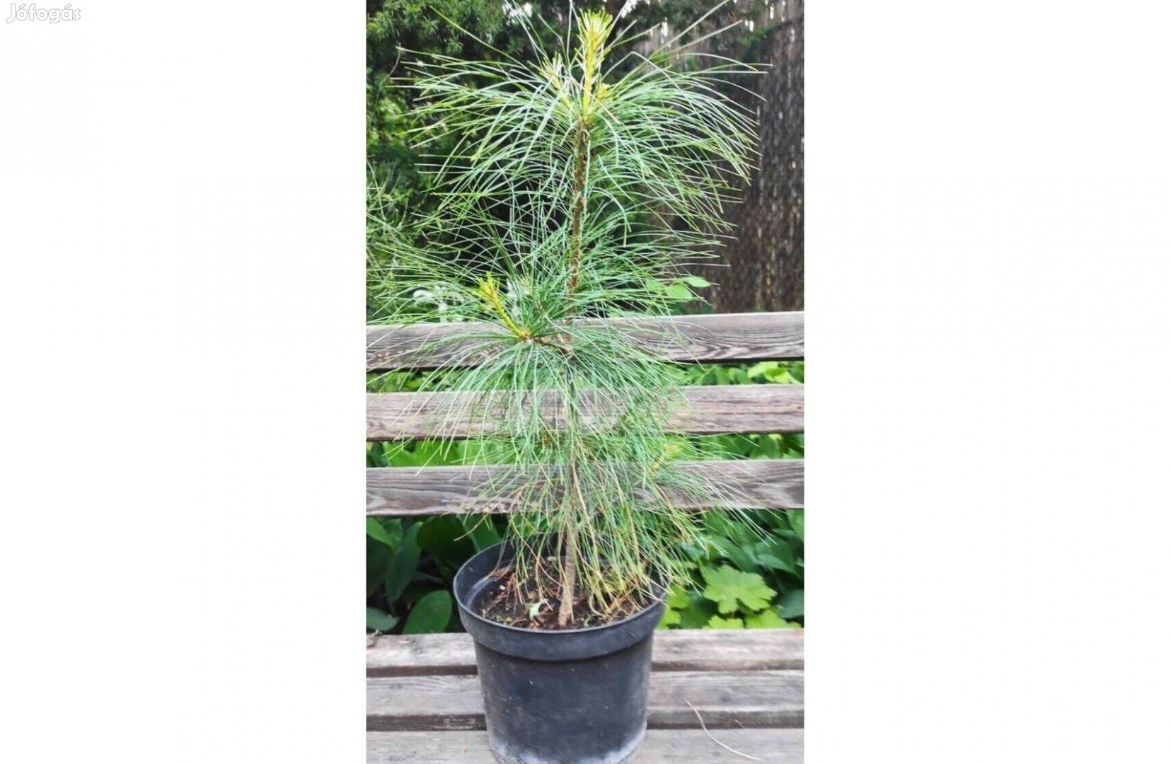 Himalájai selyemfenyő, Pinus wallichianum