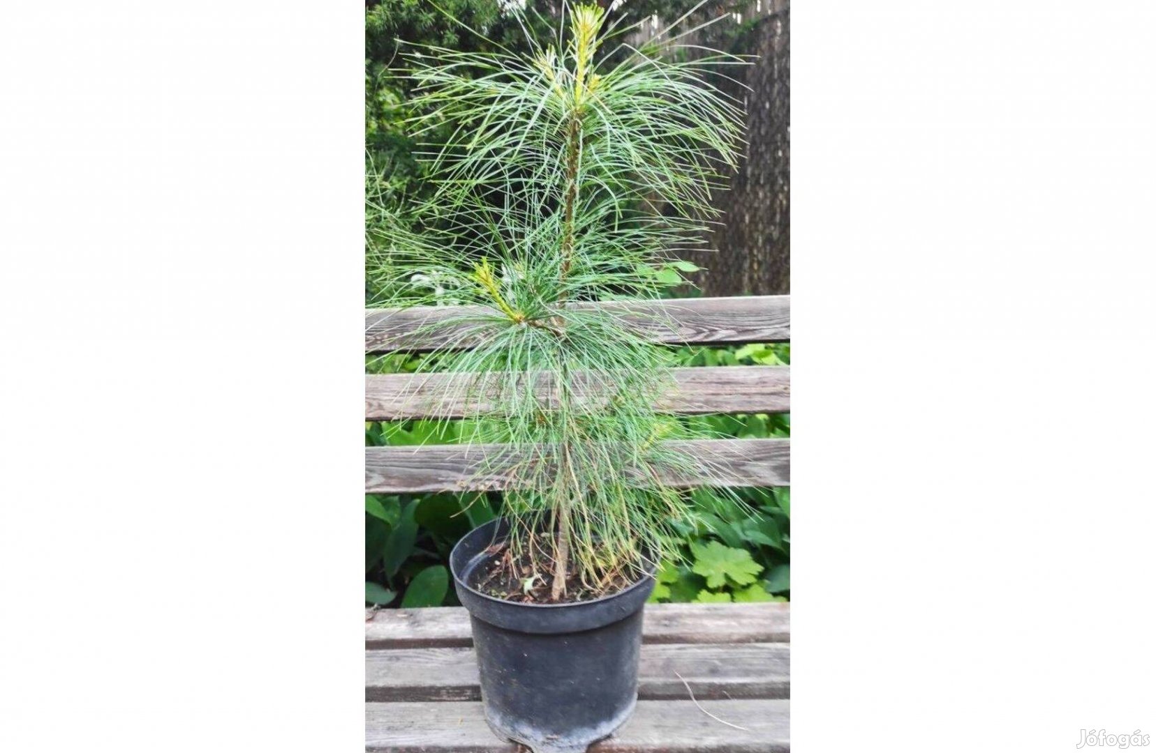 Himalájai selyemfenyő, Pinus wallichianum