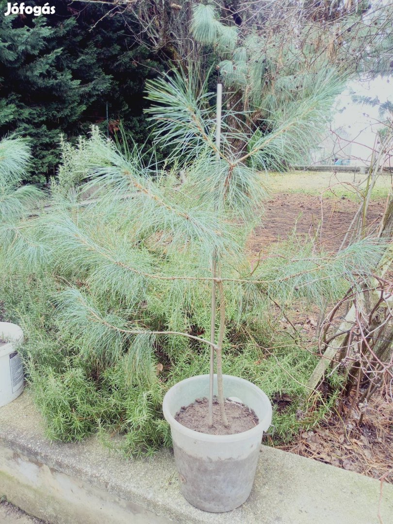 Himalájai selyemfenyő csemeték