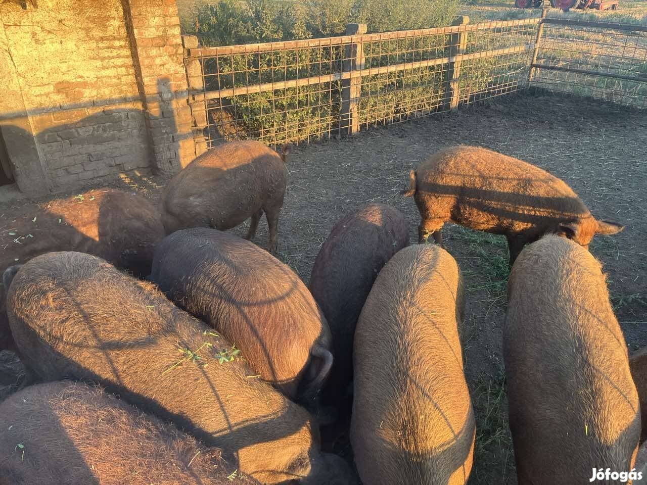 Hízó, mangalica durok hízó.