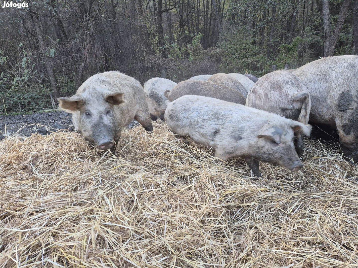 Hízó ,vágó sertések eladók!