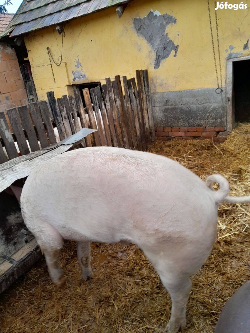 Hízó disznó eladó