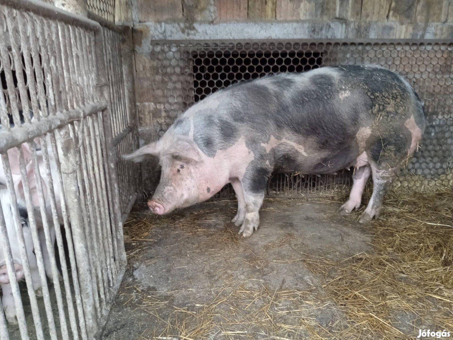 Hízó disznó vegyesdaran nevelkedett jó minosegu