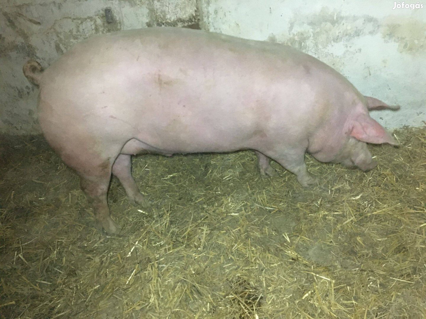 Hízó eladó 150 kg tól