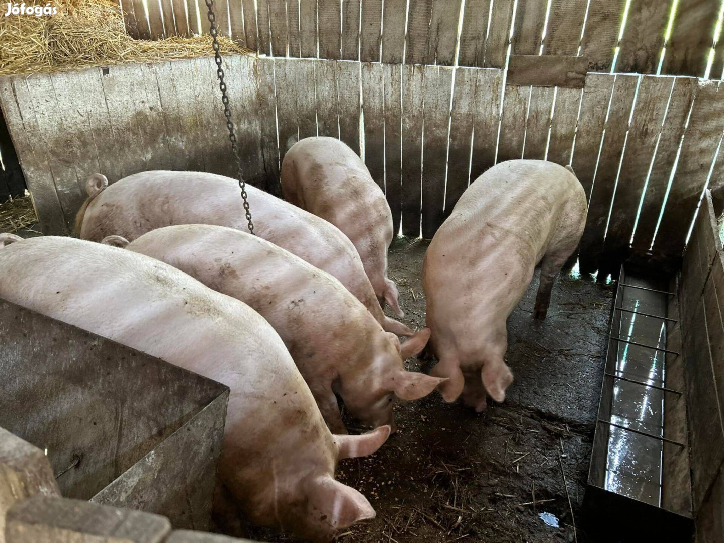 Hízó eladó Tápiószentmárton