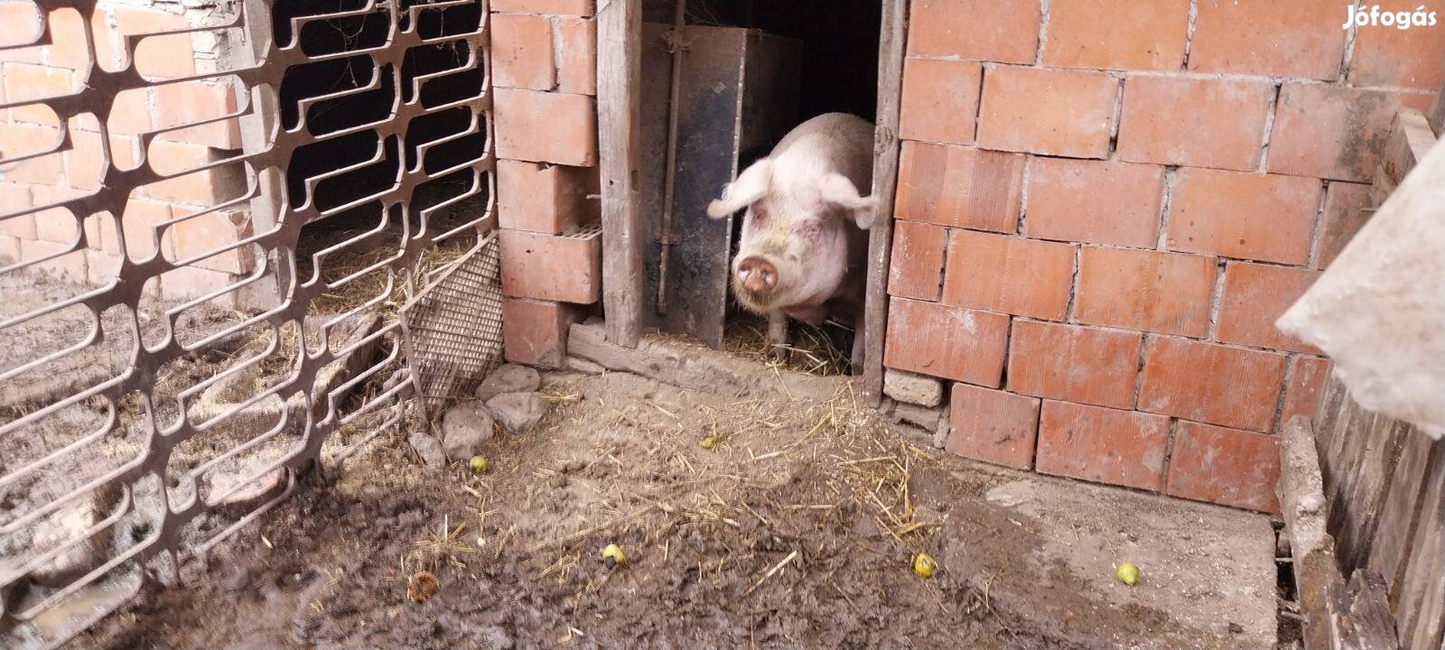 Hízó eladó, volt anya koca.