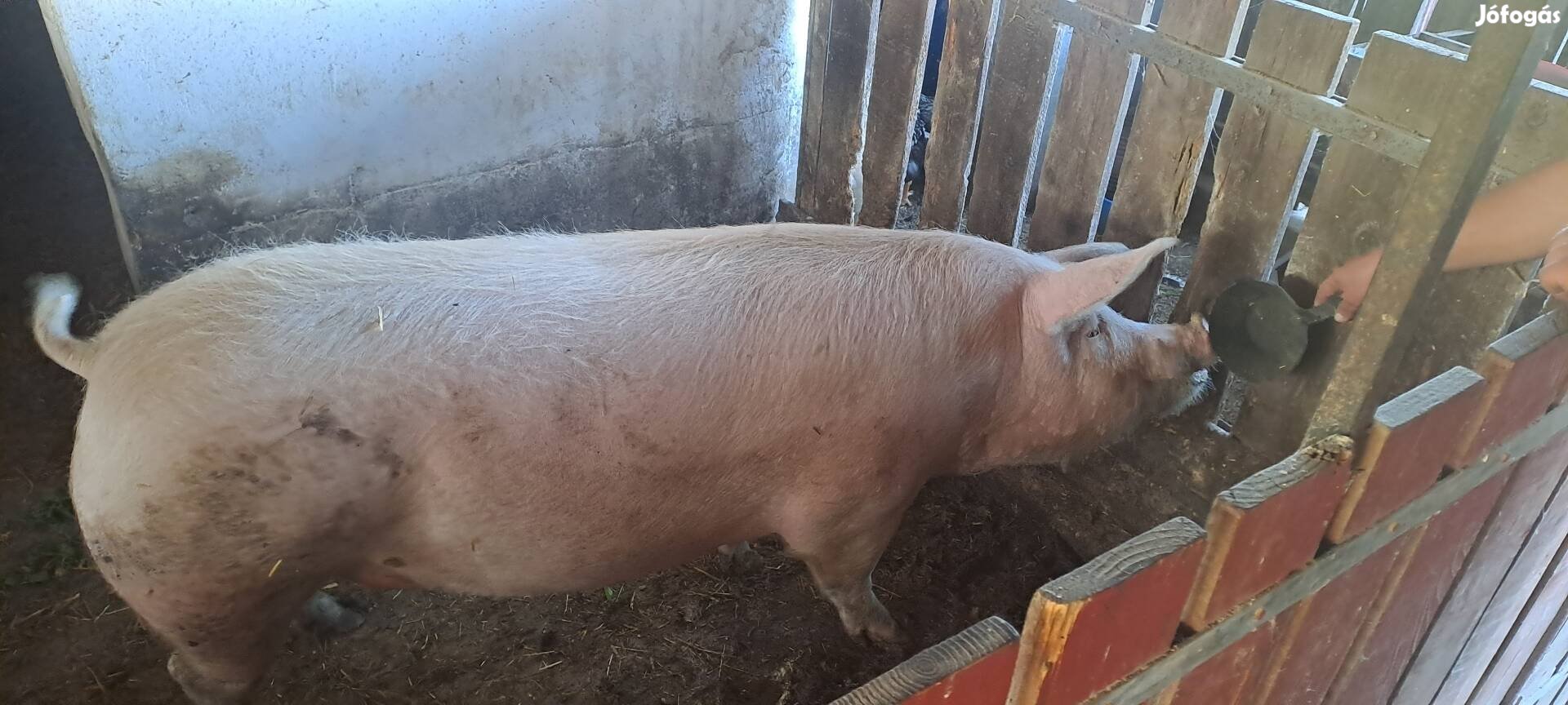 Hízó eladó vagy csere süldőre