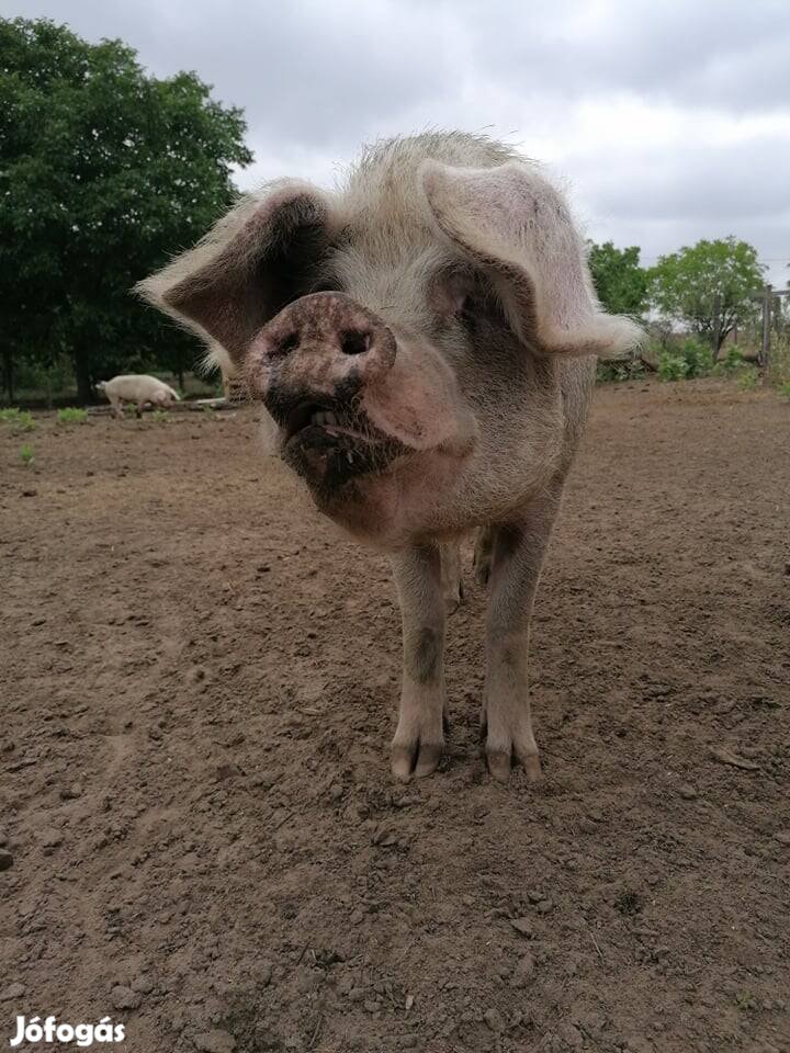 Hízó fele vágásért cserébe elvihető.