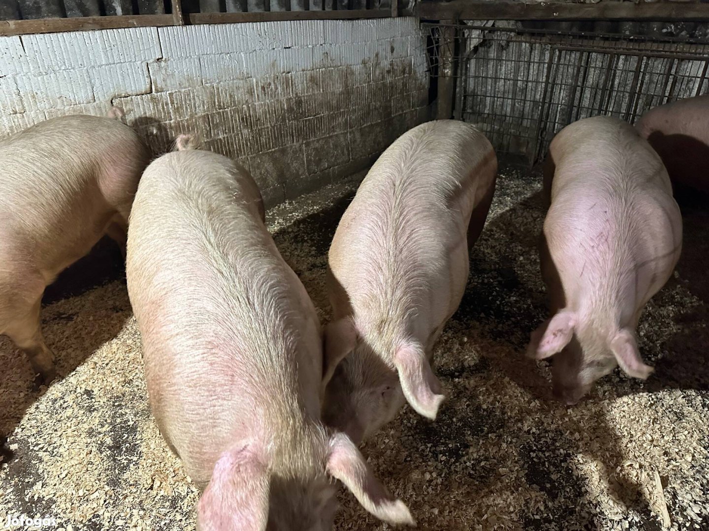 Hízó hízók eladóak