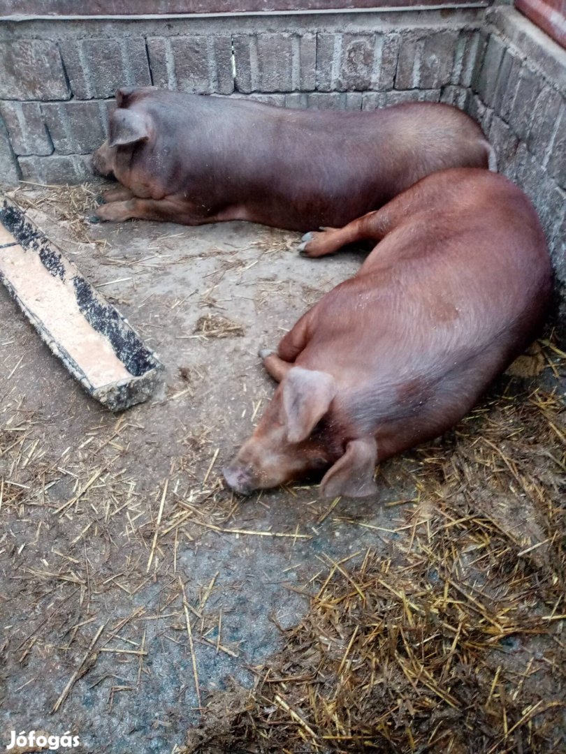 Hizo jó minőségű háztáji eladó 