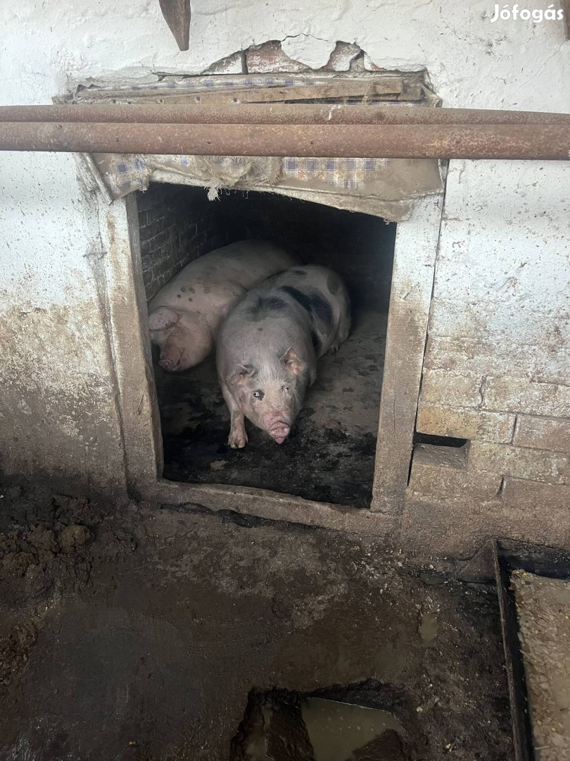 Hízó malac eladó