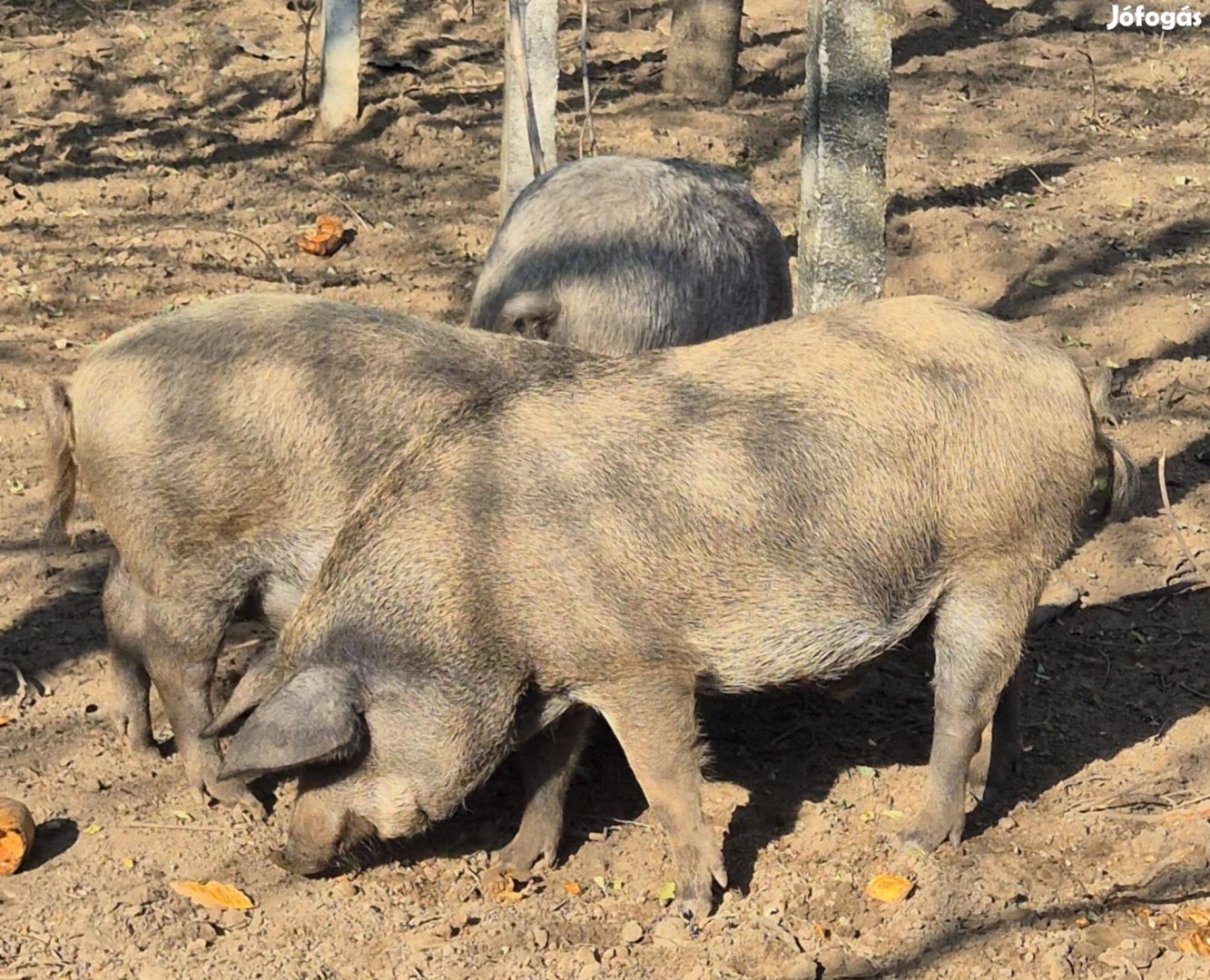 Hízó mangalica-durok