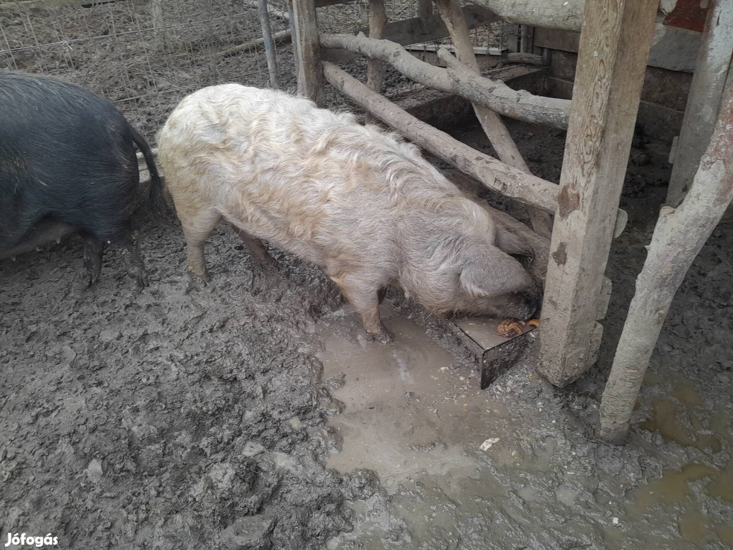 Hizó mangalica hussertes keverek