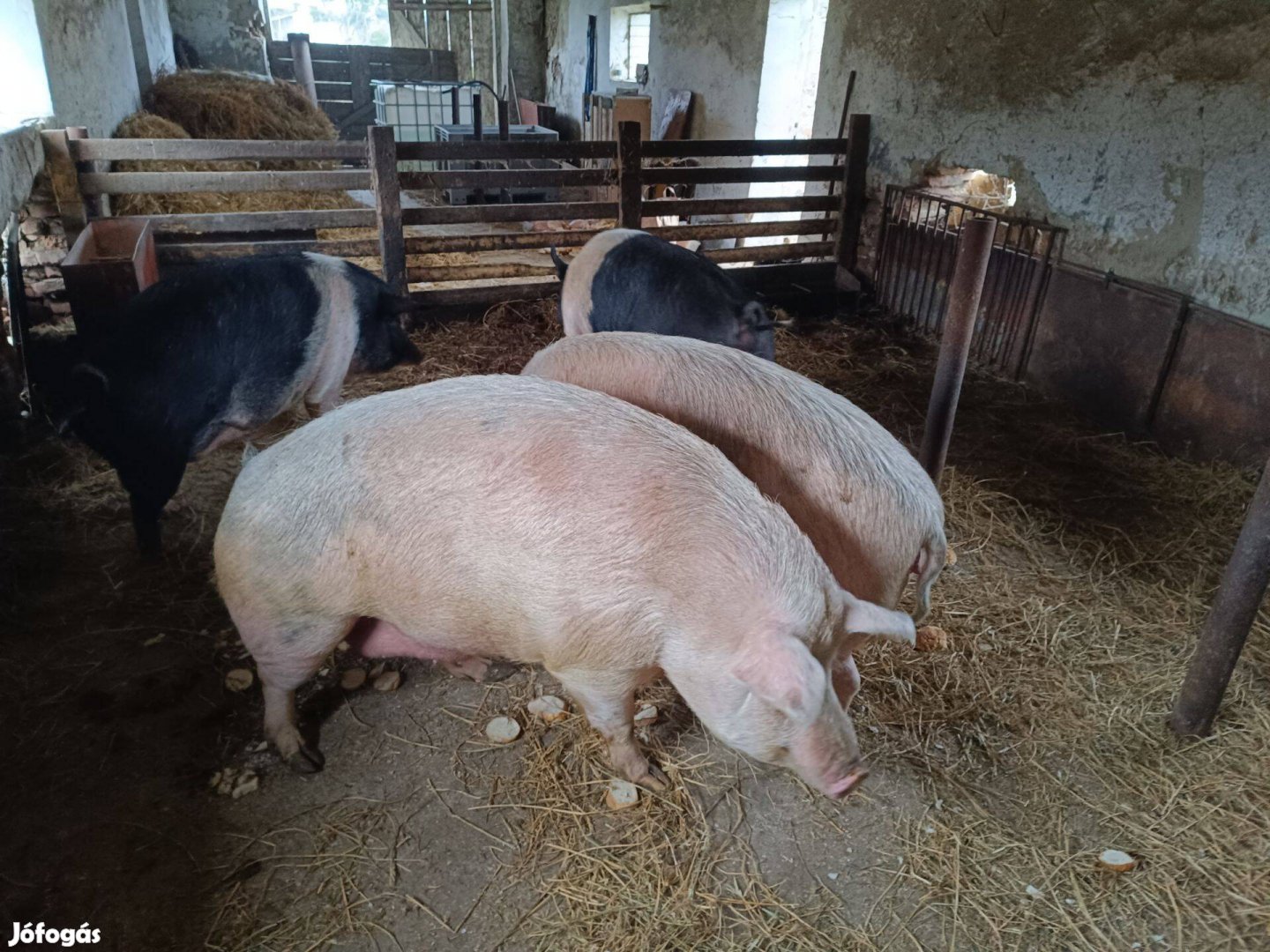 Hízó nagysúlyú tápmentes eladó