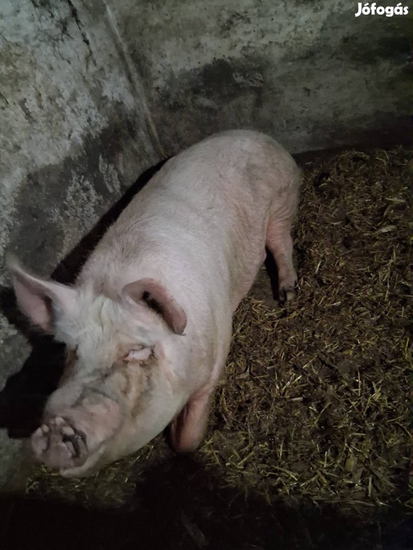 Hizó sertés ,hizó disznó 300 kg
