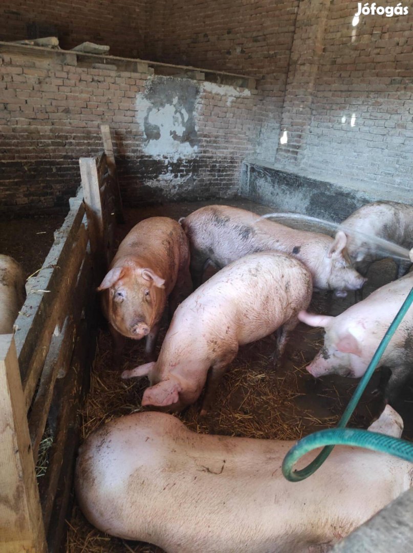 Hízó sertés eladó