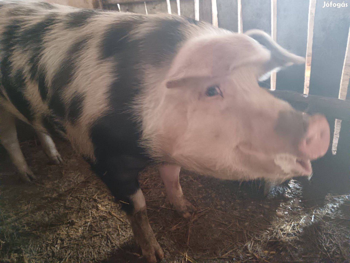 Hízó sertés eladó