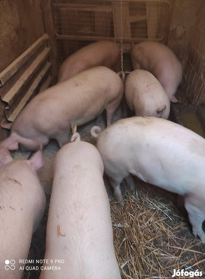 Hízó sertés eladó!
