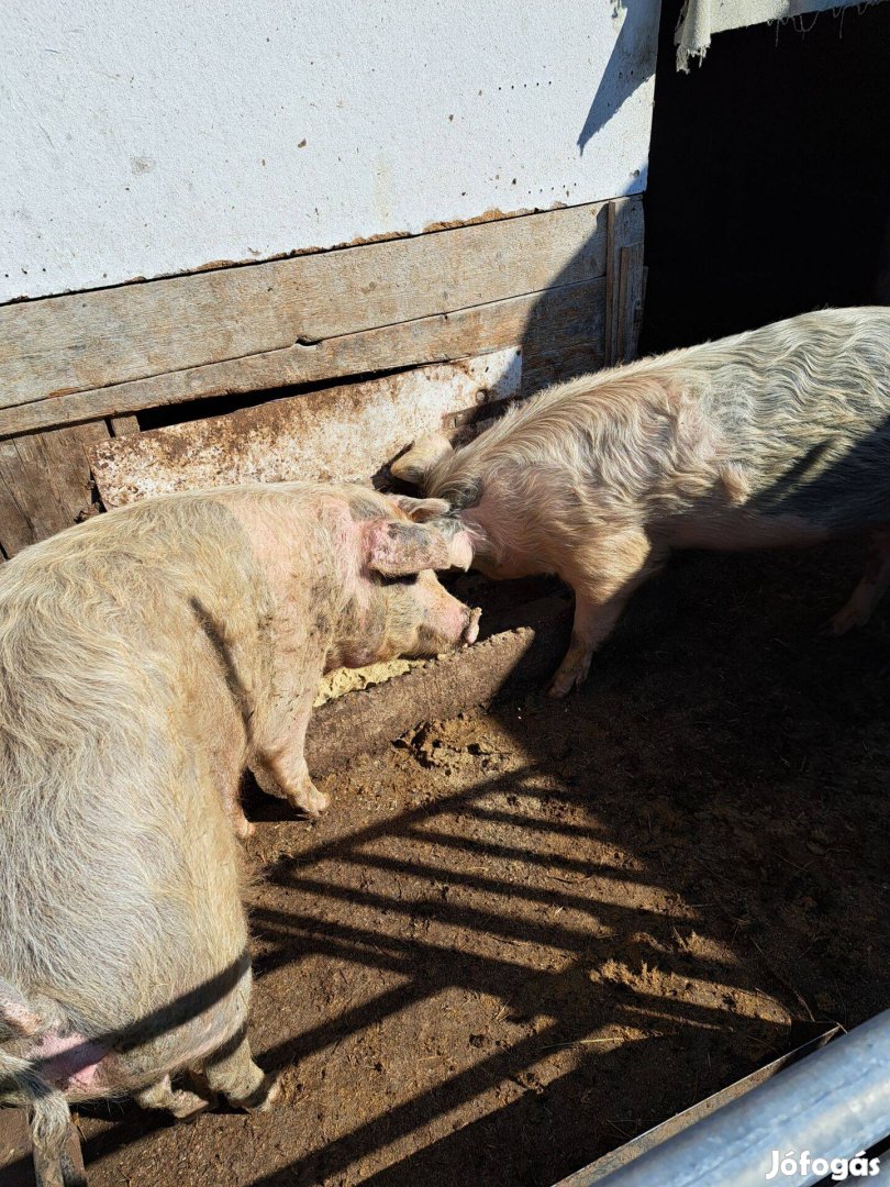 Hízók eladó vidéki hízlalásból
