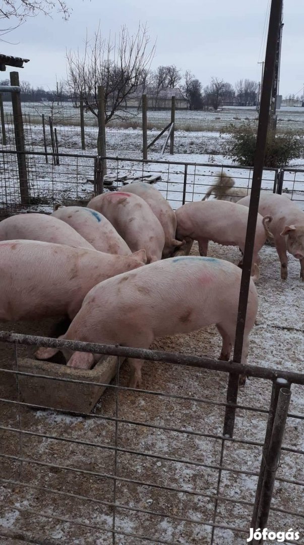 Hízók eladók Gyulán