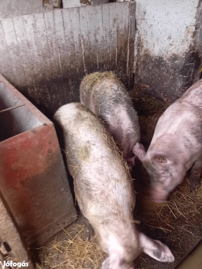 Hizók eladok vagy csere választási malacra