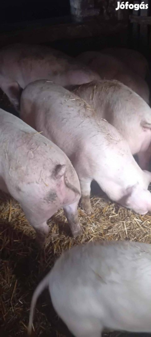 Hízók és süldők