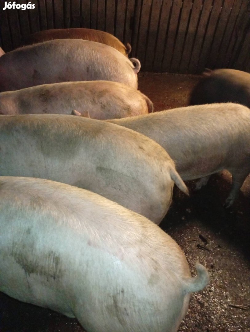 Hizók költöznenek!