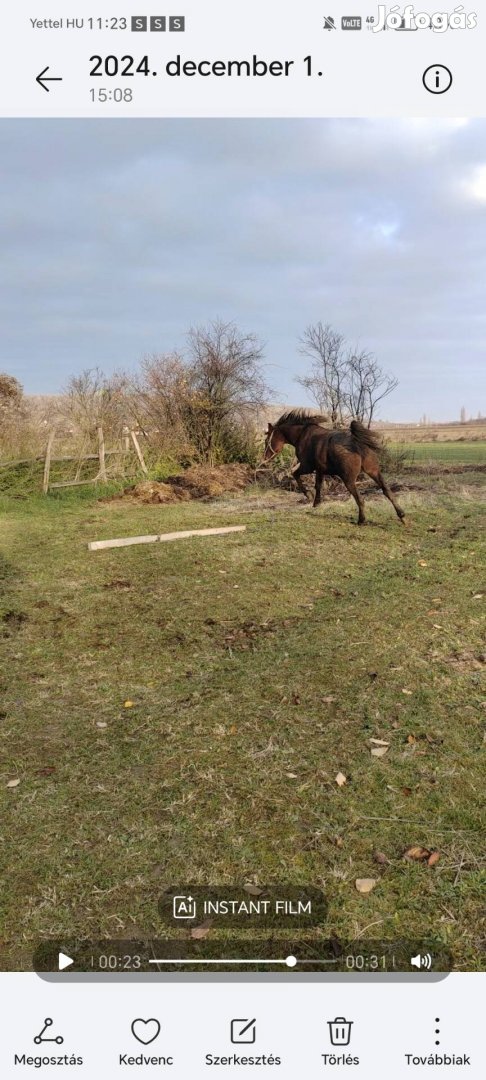 Hobbi kanca 12 éves, autóra cserélném. 