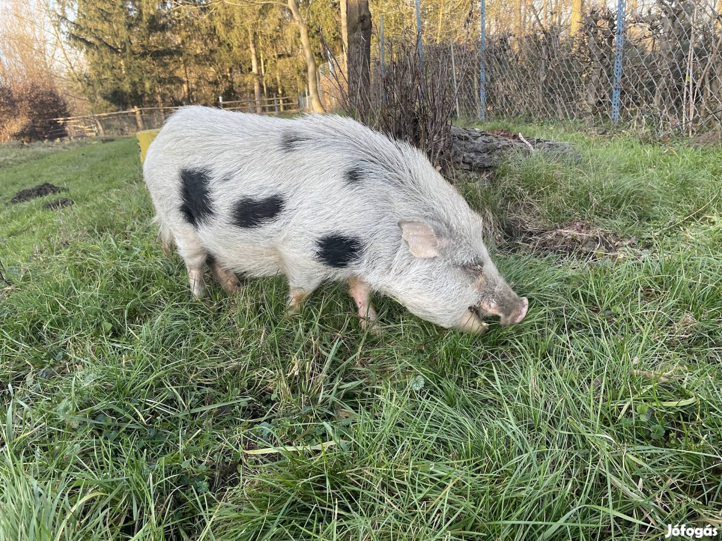 Hobby felnőtt Törpemalac elvihető