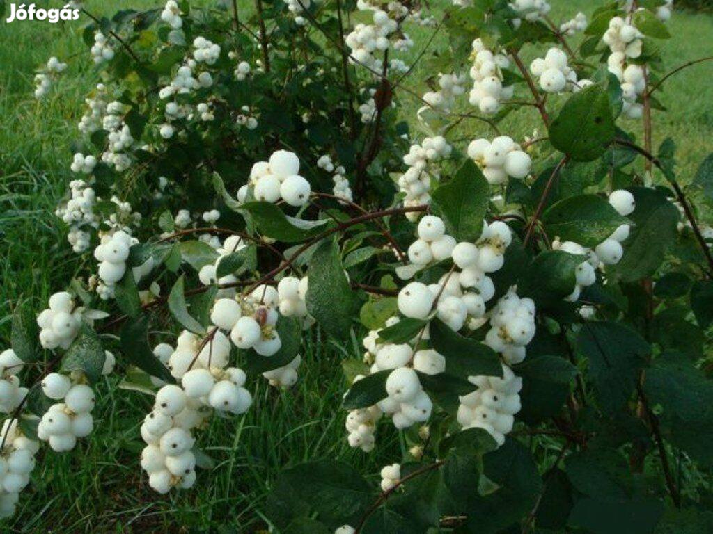 Hóbogyó Symphoricarps albus