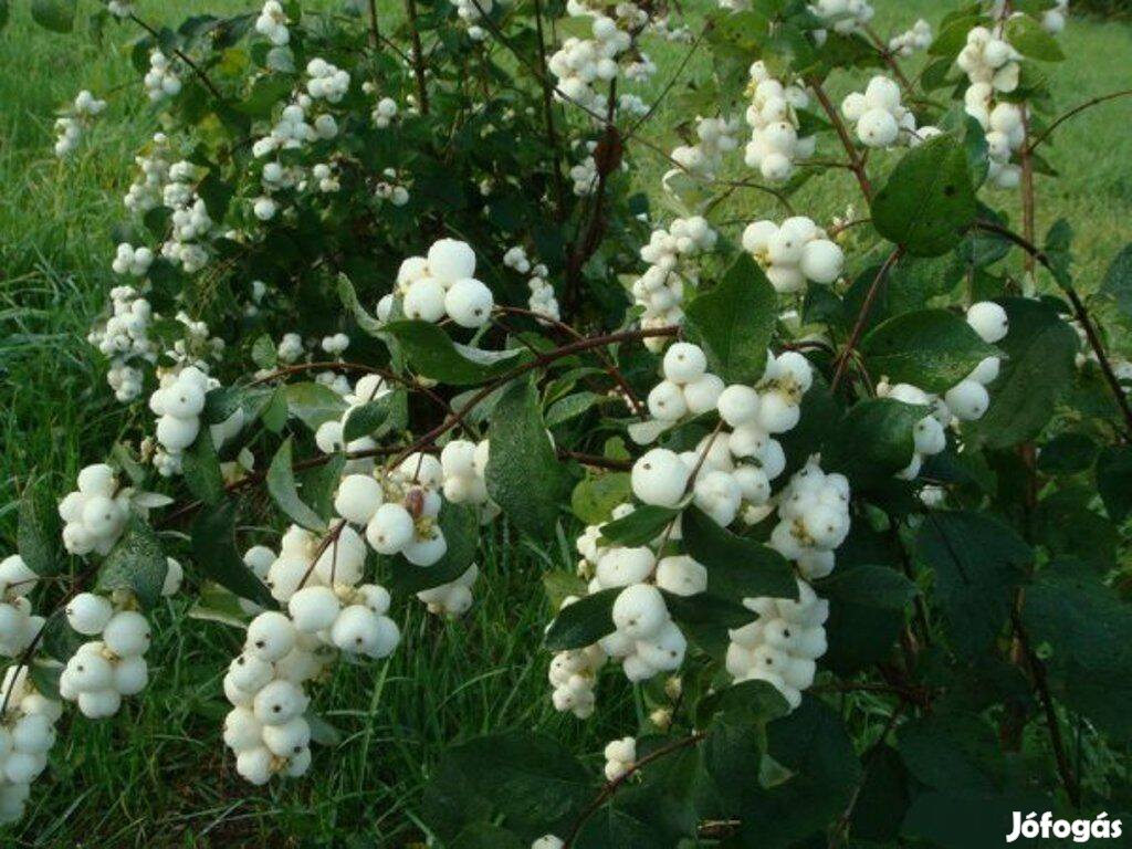 Hóbogyó Symphoricarps albus