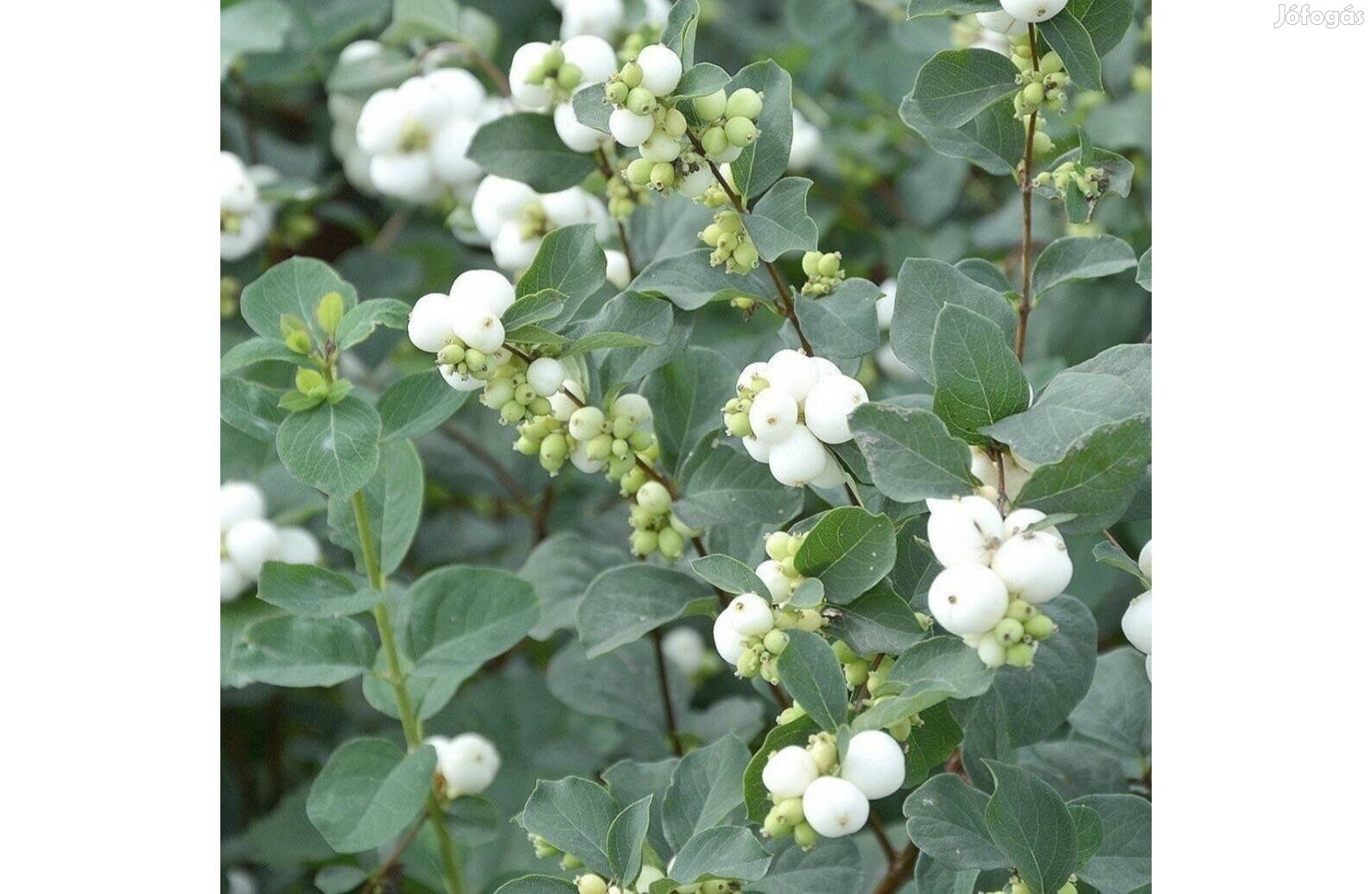 Hóbogyó fehér és piros, Sympharicarpos albus