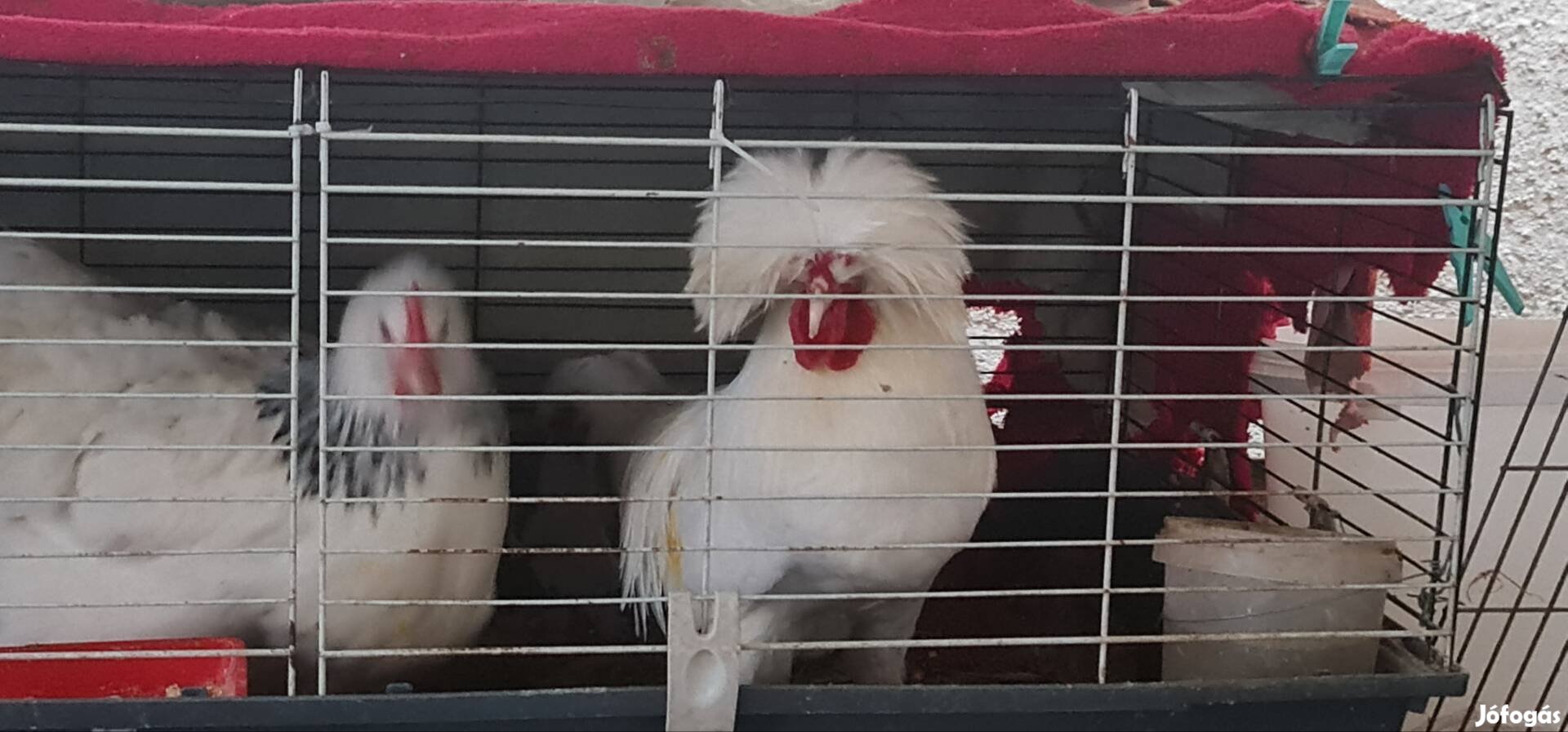 Holland bóbitás kakas.