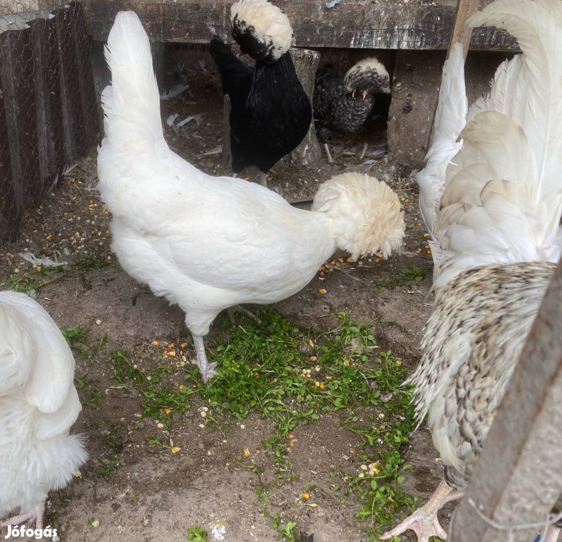 Holland bóbitás tojás