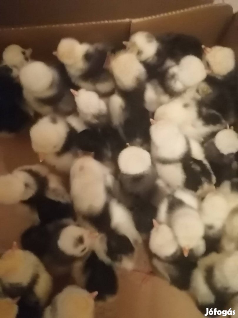 Holland fehérbobitás csirkék eladók 