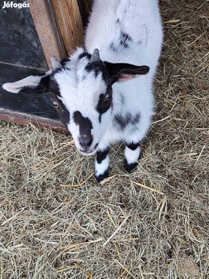 Holland törpe kecske