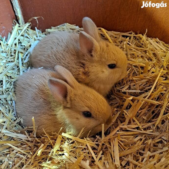 Holland törpenyuszi