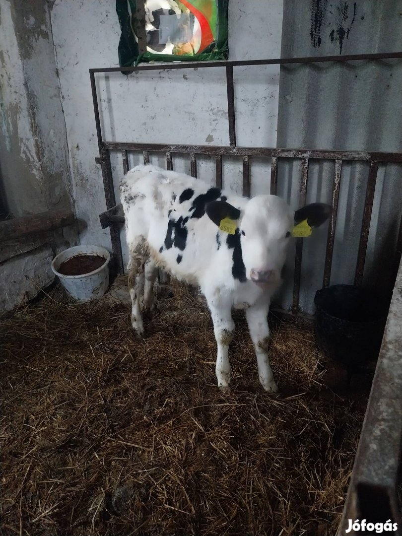 Holstein fritz bikaborjak eladók. 