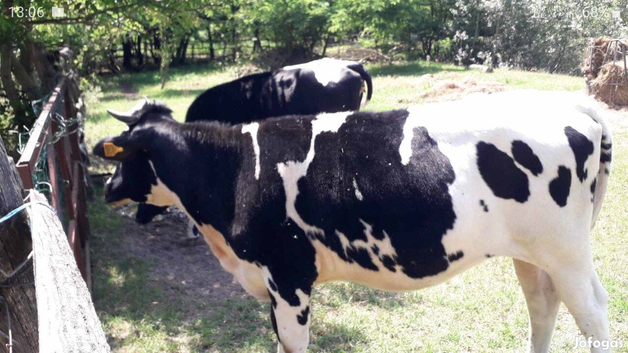 Holstein fríz 1,5 éves üszők papírok oltás vérvételük minden rendben