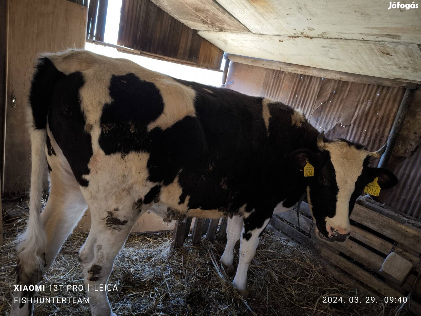 Holstein fríz bika