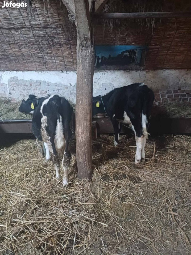 Holstein fríz bikák eladók 