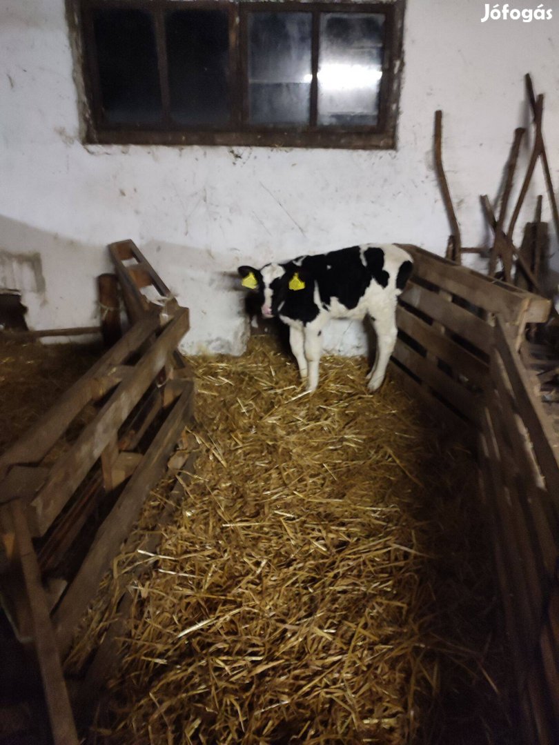 Holstein friz borjú eladó